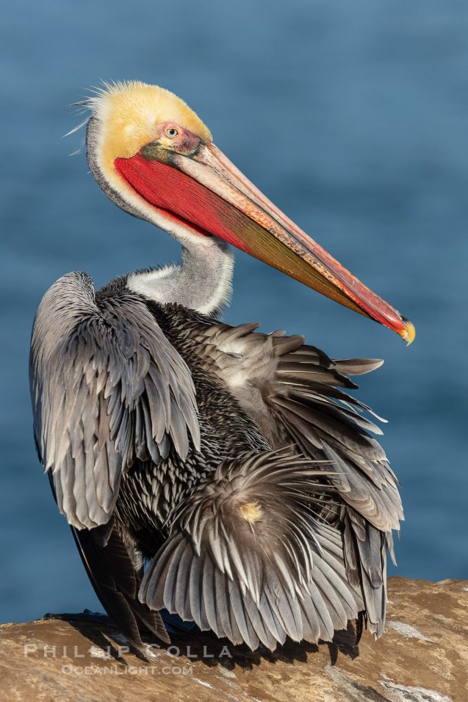 Preening, Seabirds and the Uropygial Gland – Natural History ...
