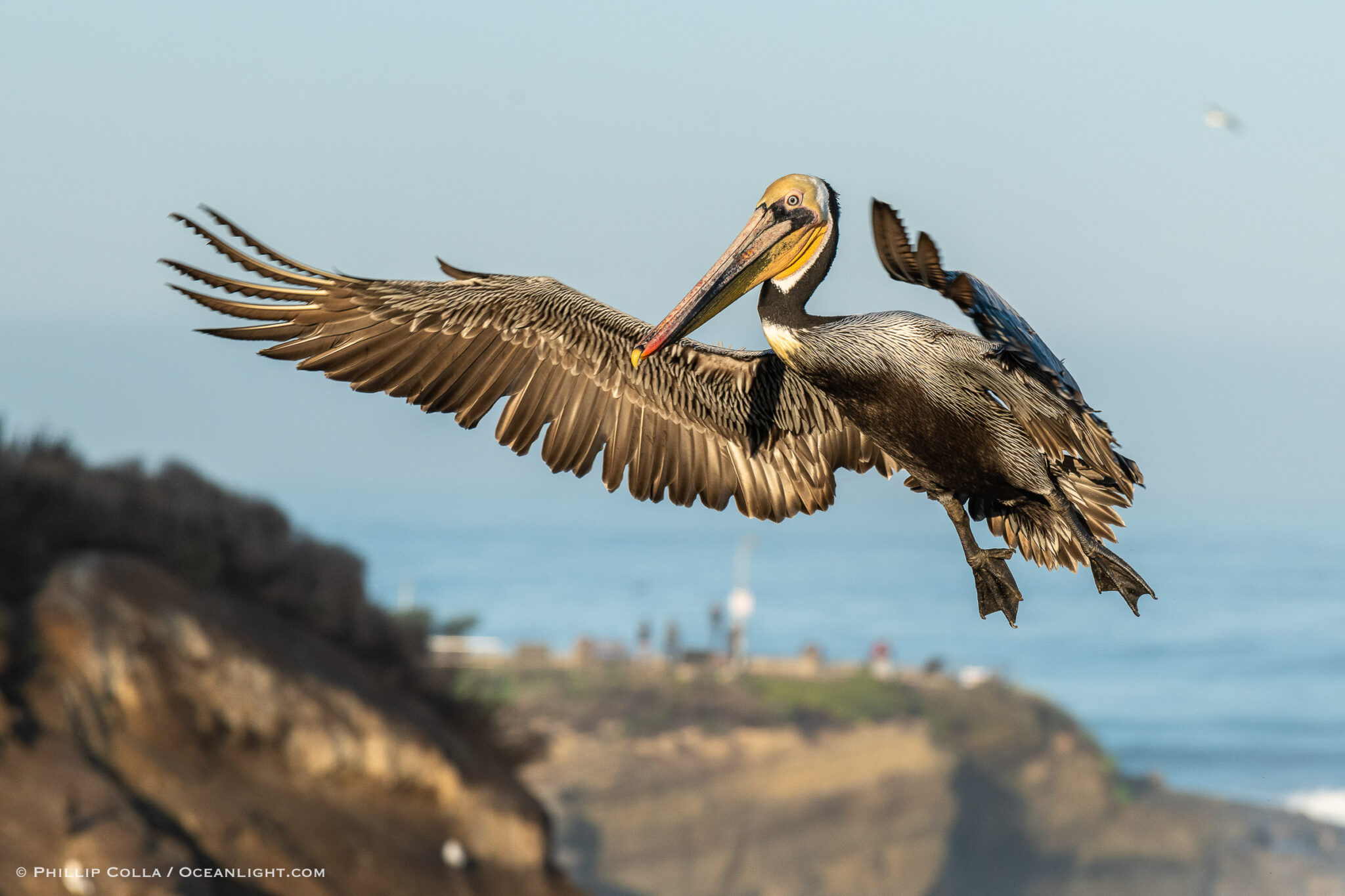 Some of my Favorite Cluttered Pelican Images – Natural History ...