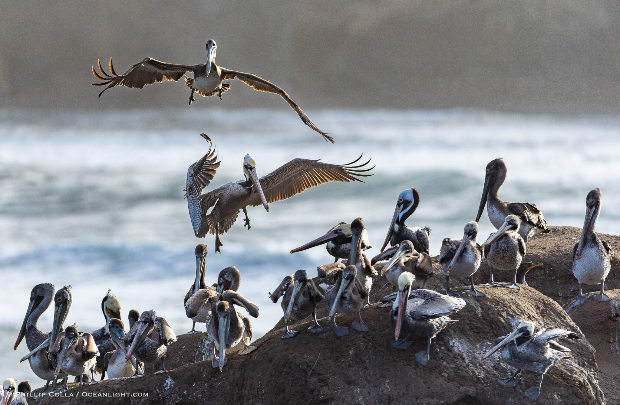 Some of my Favorite Cluttered Pelican Images – Natural History ...