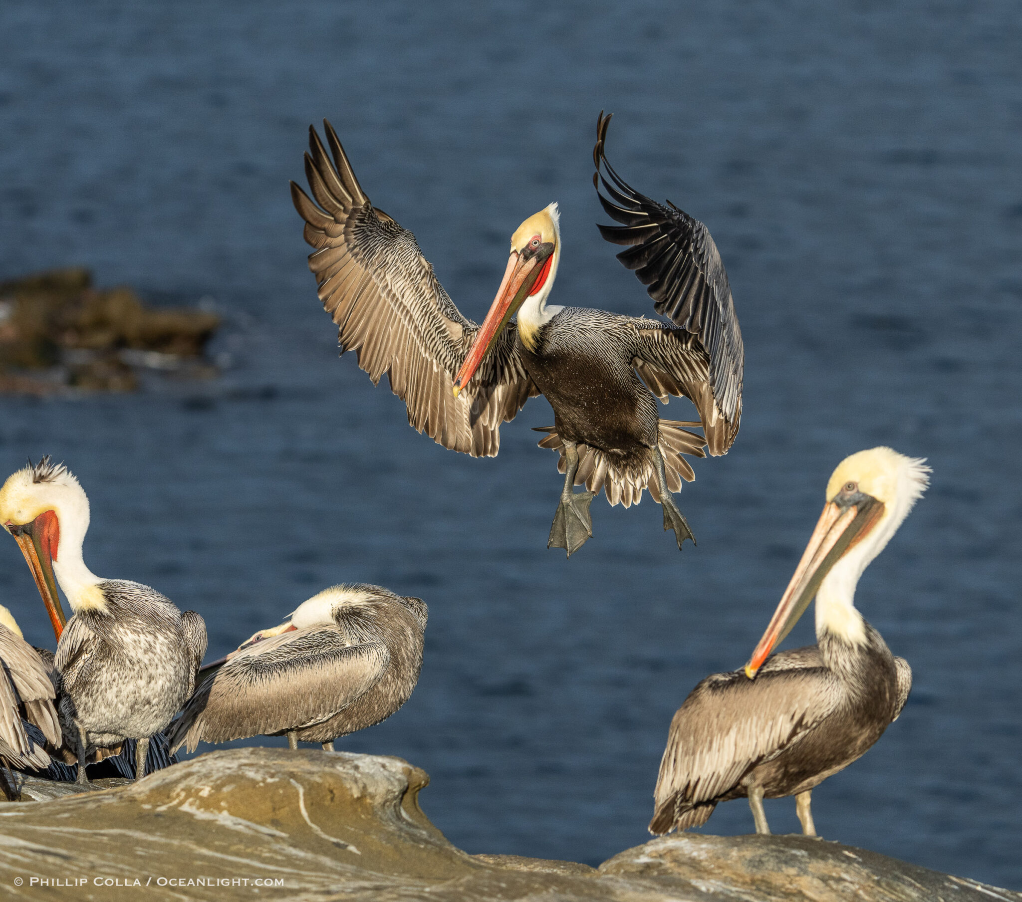 Some of my Favorite Cluttered Pelican Images – Natural History ...