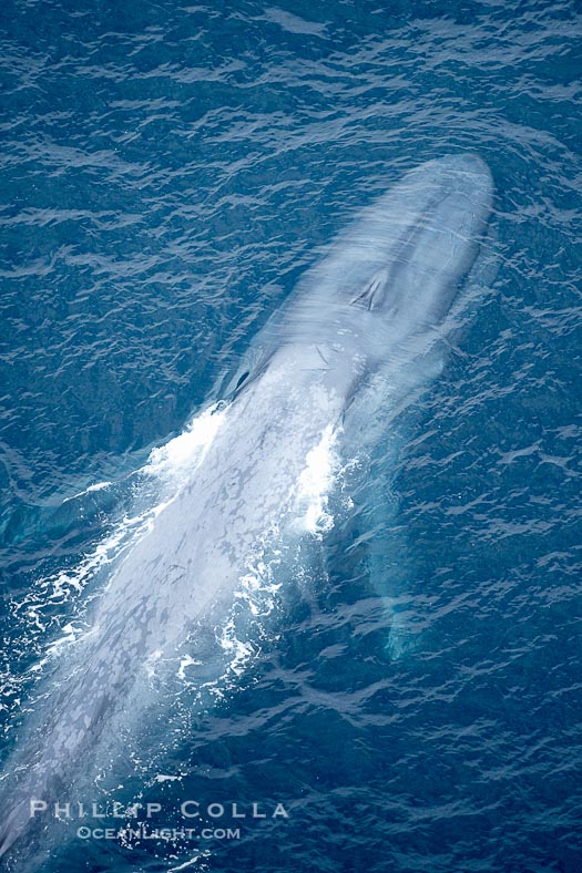Blue Whale Aerial Photograph – Natural History Photography ...