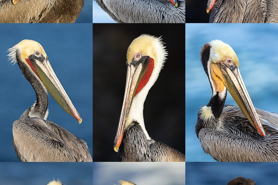 VARIABILITY IN CALIFORNIA BROWN PELICAN BREEDING PLUMAGE