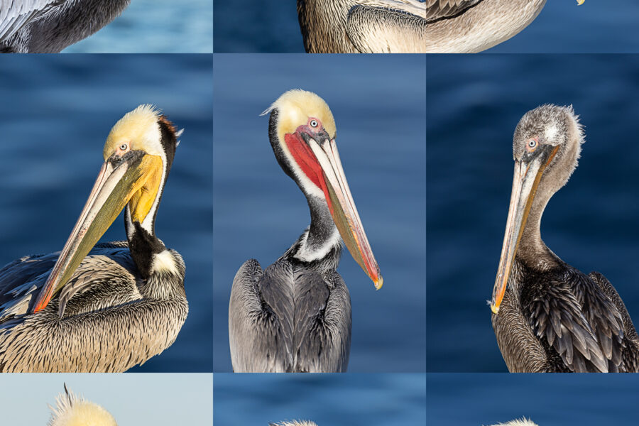 California Brown Pelican, plumage variety