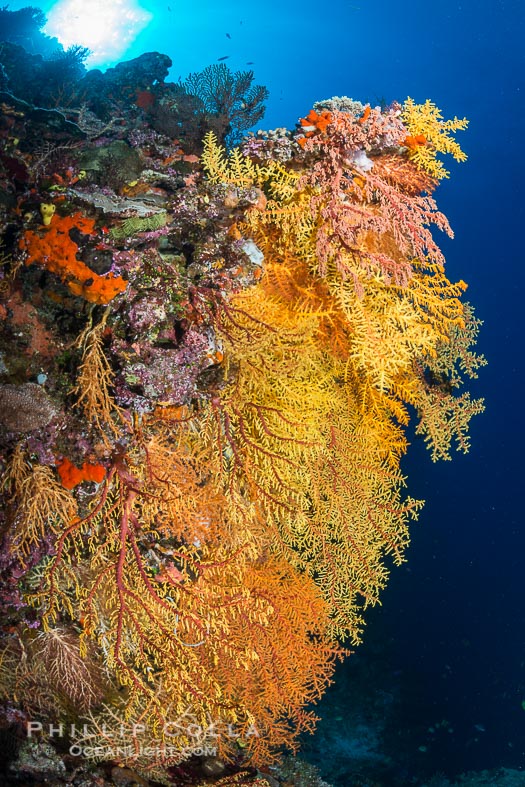 Colorful Chironephthya soft coral coloniea in Fiji, hanging off wall, resembling sea fans or gorgonians.