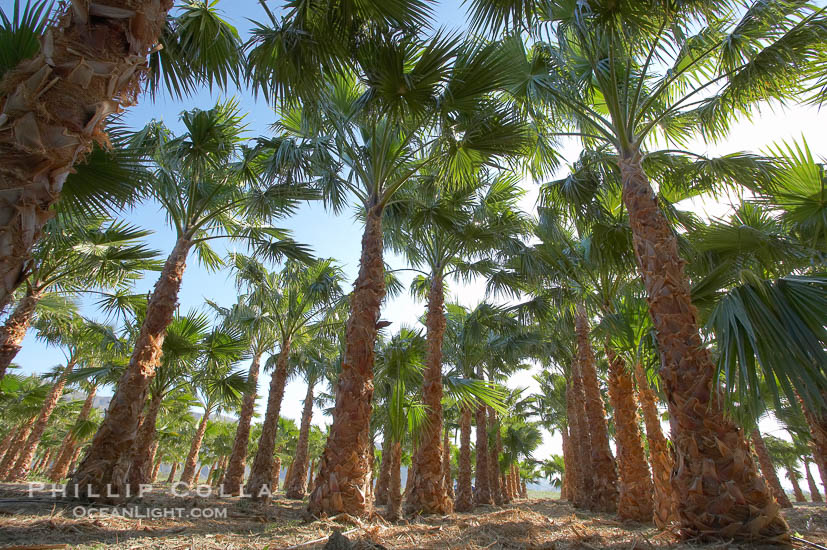 Palm Tree Farm Natural History Photography Blog