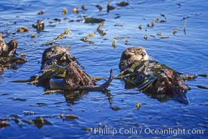 Sea otter resting amidst Macrocystis pyrifera kelp, Enhydra lutris, Macrocystis pyrifera, Monterey, California
