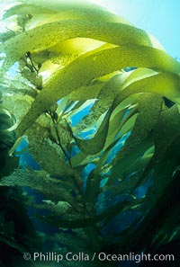 Kelp canopy, San Clemente Island