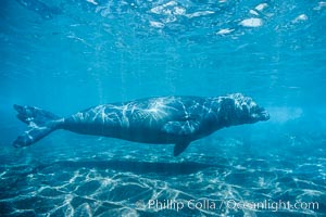 Northern elephant seal, Isla Guadalupe, Mirounga angustirostris, Mexico (E. Pacific). Guadalupe Island (Isla Guadalupe), Baja California, natural history stock photograph, photo id 03523