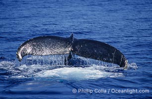 North Pacific humpback whale, fluke raised prior to dive, Megaptera novaeangliae, Maui