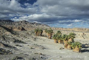 Seventeen Palms Oasis, Borrego Badlands, Anza-Borrego Desert State Park, Borrego Springs, California