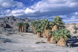 Seventeen Palms Oasis, Borrego Badlands, Anza-Borrego Desert State Park, Borrego Springs, California