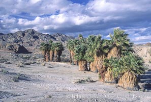 Seventeen Palms Oasis, Borrego Badlands, Anza-Borrego Desert State Park, Borrego Springs, California