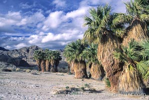 Seventeen Palms Oasis, Borrego Badlands, Anza-Borrego Desert State Park, Borrego Springs, California