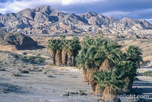 Seventeen Palms Oasis, Borrego Badlands, Anza-Borrego Desert State Park, Borrego Springs, California