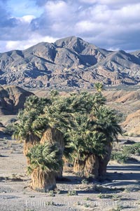 Seventeen Palms Oasis, Borrego Badlands, Anza-Borrego Desert State Park, Borrego Springs, California