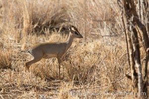 Gunther's dik dik, Meru National Park, Kenya, Madoqua guentheri