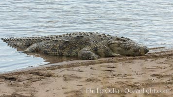 Nile crocodile, Maasai Mara, Kenya