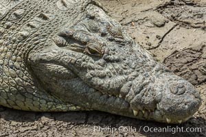 Nile crocodile, Maasai Mara, Kenya, Crocodylus niloticus, Maasai Mara National Reserve
