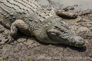 Nile crocodile, Maasai Mara, Kenya, Crocodylus niloticus, Maasai Mara National Reserve