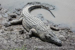 Nile crocodile, Maasai Mara, Kenya, Crocodylus niloticus, Maasai Mara National Reserve