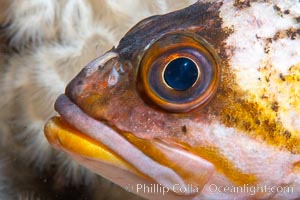 Rockfish, Browning Pass, Vancouver Island, Canada