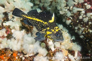 Rockfish, Browning Pass, Vancouver Island, Canada