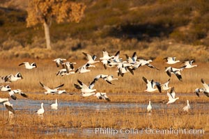 A flock of snow geese in flight, Chen caerulescens, Bosque Del Apache, Socorro, New Mexico