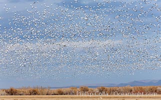 A flock of snow geese in flight.