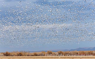 A flock of snow geese in flight, Chen caerulescens, Bosque Del Apache, Socorro, New Mexico