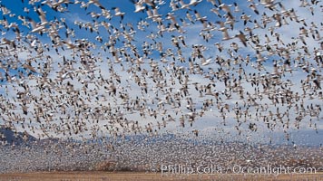 A flock of snow geese in flight, Chen caerulescens, Bosque Del Apache, Socorro, New Mexico