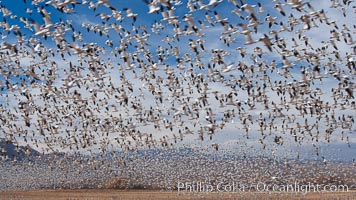 A flock of snow geese in flight, Chen caerulescens, Bosque Del Apache, Socorro, New Mexico