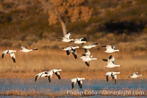 A flock of snow geese in flight, Chen caerulescens, Bosque Del Apache, Socorro, New Mexico