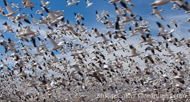 A flock of snow geese in flight, Chen caerulescens, Bosque Del Apache, Socorro, New Mexico