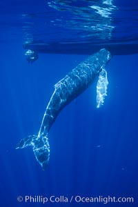 Humpback whale, abandoned calf alongside University of Hawaii research boat.  This young calf lived only a few days after being abandoned or separated from its mother, and was eventually attacked by tiger sharks, Megaptera novaeangliae, Maui