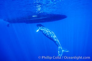 Humpback whale, abandoned calf alongside Hawaii Whale Research Foundation research boat. This young calf lived only a few days after being abandoned or separated from its mother, and was eventually attacked by tiger sharks, Megaptera novaeangliae, Maui