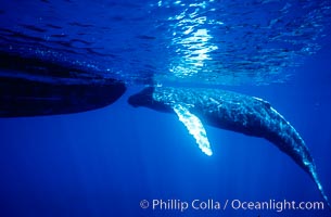 Humpback whale, abandoned calf alongside Hawaii Whale Research Foundation research boat. This young calf lived only a few days after being abandoned or separated from its mother, and was eventually attacked by tiger sharks, Megaptera novaeangliae, Maui