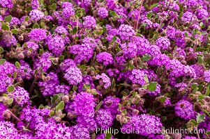 Sand verbena carpets sand dunes and washes in Anza Borrego Desert State Park.  Sand verbena blooms throughout the Colorado Desert following rainy winters, Abronia villosa, Anza-Borrego Desert State Park, Borrego Springs, California