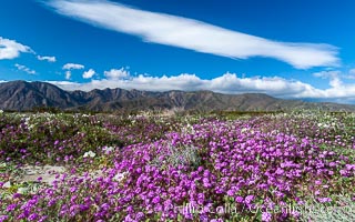 Sand verbena carpets sand dunes and washes in Anza Borrego Desert State Park.  Sand verbena blooms throughout the Colorado Desert following rainy winters, Abronia villosa, Anza-Borrego Desert State Park, Borrego Springs, California