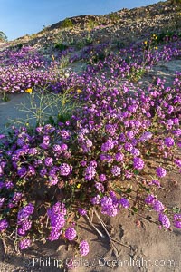 Sand verbena carpets sand dunes and washes in Anza Borrego Desert State Park.  Sand verbena blooms throughout the Colorado Desert following rainy winters, Abronia villosa, Anza-Borrego Desert State Park, Borrego Springs, California