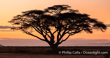 Acacia Tree at Sunrise, Amboseli National Park