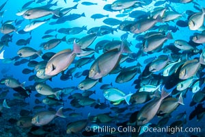 Acanthurus mata, Elongate or yellowmask surgeonfish, Fiji