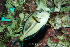 Arabian surgeonfish., Acanthurus sohal, natural history stock photograph, photo id 08654