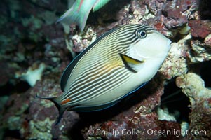 Arabian surgeonfish, Acanthurus sohal