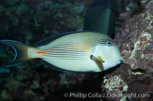 Arabian surgeonfish, Acanthurus sohal
