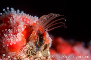 Acorn barnacle feeding amidst strawberry anemones, Monterey Peninsula, Corynactis californica, Megabalanus californicus