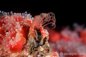 Acorn barnacle feeding amidst strawberry anemones, Monterey Peninsula, Corynactis californica, Megabalanus californicus