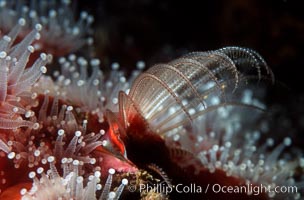 Acorn barnacle feeding amidst strawberry anemones, Monterey Peninsula, Corynactis californica, Megabalanus californicus