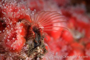Acorn barnacle feeding amidst strawberry anemones, Monterey Peninsula, Corynactis californica, Megabalanus californicus