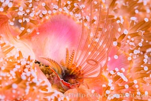 Acorn Barnacle extends to feed in ocean current, amid colony of Corynactis anemones, Corynactis californica, Megabalanus californicus, San Diego, California