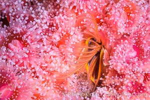 Acorn Barnacle extends to feed in ocean current, amid colony of Corynactis anemones, Corynactis californica, Megabalanus californicus, San Diego, California